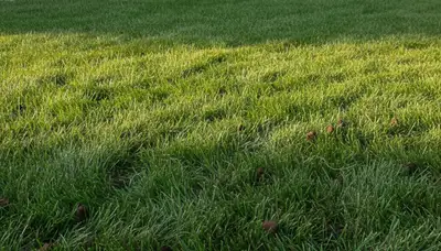 Healthy Cherry Hill NJ lawn recovering after professional core aeration by local landscaping experts